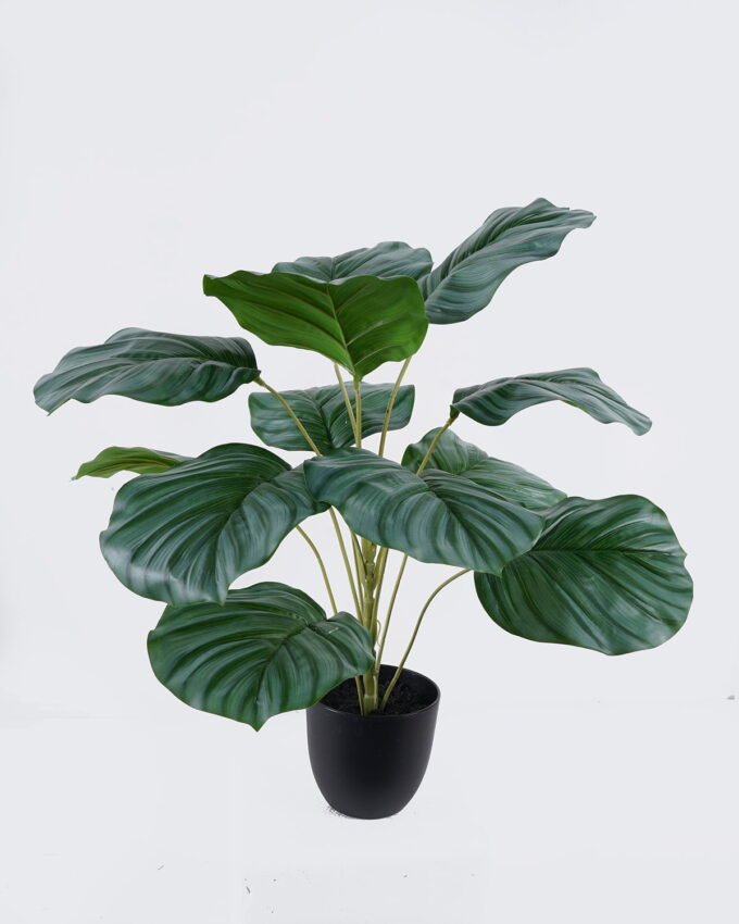Artificial Table Plants Calathea orbifolia in PP pot GS-03326071_4 Artificial Table Plants 55*55*60cm Calathea orbifolia in PP pot GS-03326071 2026Jun 3,000+ sqm showroom with thousands of artificial flowers, plants & trees ready for global sourcing.
