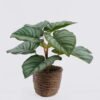 Artificial Table Plants Calathea orbifolia in cement pot GS-03326052_2 Artificial Table Plants 35*35*28cm Calathea orbifolia in cement pot GS-03326052 2026Jun 3,000+ sqm showroom with thousands of artificial flowers, plants & trees ready for global sourcing.