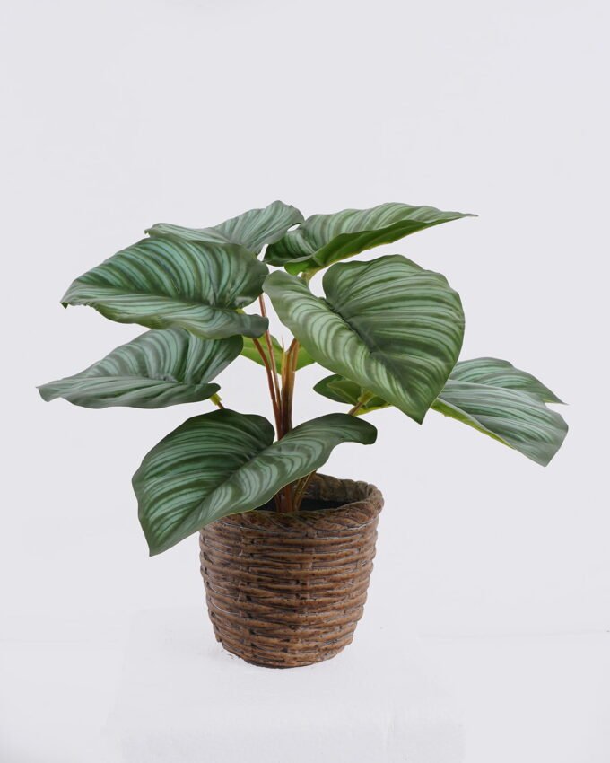Artificial Table Plants 35*35*28cm Calathea orbifolia in cement pot GS-03326052 2026Jun 3,000+ sqm showroom with thousands of artificial flowers, plants & trees ready for global sourcing.