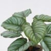 Artificial Table Plants Calathea orbifolia in cement pot GS-03326052_7 Artificial Table Plants 35*35*28cm Calathea orbifolia in cement pot GS-03326052 2026Jun 3,000+ sqm showroom with thousands of artificial flowers, plants & trees ready for global sourcing.