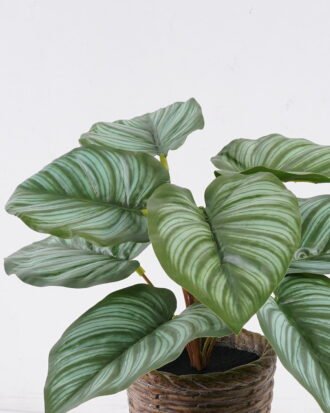 Artificial Table Plants 35*35*28cm Calathea orbifolia in cement pot GS-03326052 2026Jun 3,000+ sqm showroom with thousands of artificial flowers, plants & trees ready for global sourcing. Artificial Table Plants 35*35*28cm Calathea orbifolia in cement pot GS-03326052 2026Jun 3,000+ sqm showroom with thousands of artificial flowers, plants & trees ready for global sourcing.