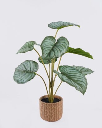 Artificial Table Plants 45*45*52cm Calathea orbifolia in cement pot GS-03326056 2026Jun 3,000+ sqm showroom with thousands of artificial flowers, plants & trees ready for global sourcing. Artificial Table Plants 45*45*52cm Calathea orbifolia in cement pot GS-03326056 2026Jun 3,000+ sqm showroom with thousands of artificial flowers, plants & trees ready for global sourcing.