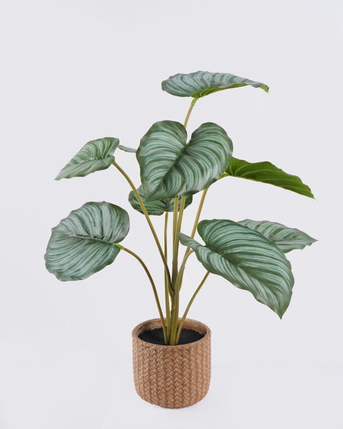 Artificial Table Plants 45*45*52cm Calathea orbifolia in cement pot GS-03326056 2026Jun 3,000+ sqm showroom with thousands of artificial flowers, plants & trees ready for global sourcing.