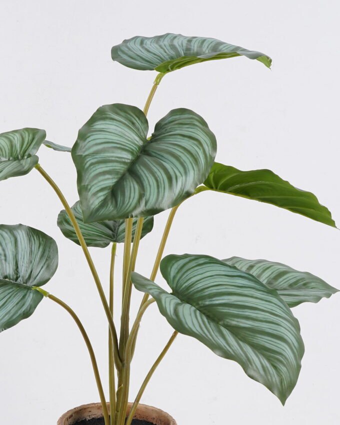 Artificial Table Plants Calathea orbifolia in cement pot GS-03326056_6 Artificial Table Plants 45*45*52cm Calathea orbifolia in cement pot GS-03326056 2026Jun 3,000+ sqm showroom with thousands of artificial flowers, plants & trees ready for global sourcing.