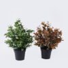 Artificial Table Plants Diamond Grass in PP pot GS-03326046_1 Artificial Table Plants 37*37*37cm Diamond Grass in PP pot GS-03326046 2026Jun 3,000+ sqm showroom with thousands of artificial flowers, plants & trees ready for global sourcing.