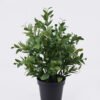 Artificial Table Plants Diamond Grass in PP pot GS-03326046_3 Artificial Table Plants 37*37*37cm Diamond Grass in PP pot GS-03326046 2026Jun 3,000+ sqm showroom with thousands of artificial flowers, plants & trees ready for global sourcing.