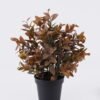 Artificial Table Plants Diamond Grass in PP pot GS-03326046_4 Artificial Table Plants 37*37*37cm Diamond Grass in PP pot GS-03326046 2026Jun 3,000+ sqm showroom with thousands of artificial flowers, plants & trees ready for global sourcing.