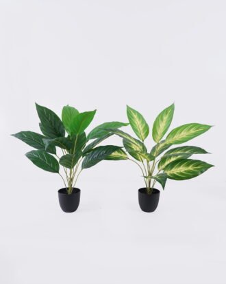 Artificial Table Plants 55*55*60cm Dieffenbachia in PP pot GS-03326070 2026Jun 3,000+ sqm showroom with thousands of artificial flowers, plants & trees ready for global sourcing. Artificial Table Plants 55*55*60cm Dieffenbachia in PP pot GS-03326070 2026Jun 3,000+ sqm showroom with thousands of artificial flowers, plants & trees ready for global sourcing.