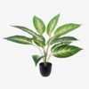 Artificial Table Plants Dieffenbachia in PP pot GS-03326070_3 Artificial Table Plants 55*55*60cm Dieffenbachia in PP pot GS-03326070 2026Jun 3,000+ sqm showroom with thousands of artificial flowers, plants & trees ready for global sourcing.