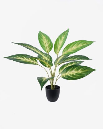 Artificial Table Plants 55*55*60cm Dieffenbachia in PP pot GS-03326070 2026Jun 3,000+ sqm showroom with thousands of artificial flowers, plants & trees ready for global sourcing. Artificial Table Plants 55*55*60cm Dieffenbachia in PP pot GS-03326070 2026Jun 3,000+ sqm showroom with thousands of artificial flowers, plants & trees ready for global sourcing.