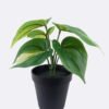 Artificial Table Plants Epipremnum aureum in PP pot 6 Lvs GS-84626002_3 Artificial Table Plants 25*25*25cm Epipremnum aureum in PP pot/6 Lvs GS-84626002 2026SEP 3,000+ sqm showroom with thousands of artificial flowers, plants & trees ready for global sourcing.