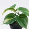 Artificial Table Plants Epipremnum aureum in PP pot 6 Lvs GS-84626002_5 Artificial Table Plants 25*25*25cm Epipremnum aureum in PP pot/6 Lvs GS-84626002 2026SEP 3,000+ sqm showroom with thousands of artificial flowers, plants & trees ready for global sourcing.