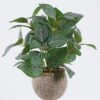 Artificial Table Plants Fittonia in cement pot GS-03326061 Artificial Table Plants 32*32*32cm Fittonia in cement pot GS-03326061 2026Jun 3,000+ sqm showroom with thousands of artificial flowers, plants & trees ready for global sourcing.