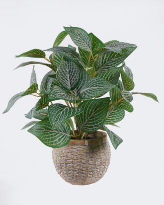 Artificial Table Plants 32*32*32cm Fittonia in cement pot GS-03326061 2026Jun 3,000+ sqm showroom with thousands of artificial flowers, plants & trees ready for global sourcing. Artificial Table Plants 32*32*32cm Fittonia in cement pot GS-03326061 2026Jun 3,000+ sqm showroom with thousands of artificial flowers, plants & trees ready for global sourcing.