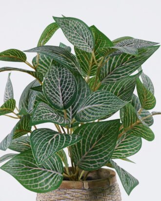 Artificial Table Plants 32*32*32cm Fittonia in cement pot GS-03326061 2026Jun 3,000+ sqm showroom with thousands of artificial flowers, plants & trees ready for global sourcing. Artificial Table Plants 32*32*32cm Fittonia in cement pot GS-03326061 2026Jun 3,000+ sqm showroom with thousands of artificial flowers, plants & trees ready for global sourcing.