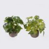 Artificial Table Plants Grape leaf in Cement pot GS-03326064_2 Artificial Table Plants 30*30*28cm Grape leaf in Cement pot GS-03326064 2026Jun 3,000+ sqm showroom with thousands of artificial flowers, plants & trees ready for global sourcing.