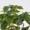 Artificial Table Plants Grape leaf in Cement pot GS-03326064_3 Artificial Table Plants 30*30*28cm Grape leaf in Cement pot GS-03326064 2026Jun 3,000+ sqm showroom with thousands of artificial flowers, plants & trees ready for global sourcing.