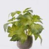 Artificial Table Plants Grape leaf in Cement pot GS-03326064_5 Artificial Table Plants 30*30*28cm Grape leaf in Cement pot GS-03326064 2026Jun 3,000+ sqm showroom with thousands of artificial flowers, plants & trees ready for global sourcing.