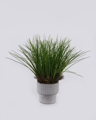 Artificial Table Plants 35*35*35cm Grass in Cement pot GS-03326114 2026Jun 3,000+ sqm showroom with thousands of artificial flowers, plants & trees ready for global sourcing. Artificial Table Plants 35*35*35cm Grass in Cement pot GS-03326114 2026Jun 3,000+ sqm showroom with thousands of artificial flowers, plants & trees ready for global sourcing.