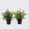 Artificial Table Plants Grass in PP pot GS-03326120_2 Artificial Table Plants 30*30*33cm Grass in PP pot GS-03326120 2026Jun 3,000+ sqm showroom with thousands of artificial flowers, plants & trees ready for global sourcing.