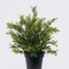 Artificial Table Plants Grass in PP pot GS-03326120_3 Artificial Table Plants 30*30*33cm Grass in PP pot GS-03326120 2026Jun 3,000+ sqm showroom with thousands of artificial flowers, plants & trees ready for global sourcing.