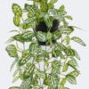 Artificial Table Plants Hanging Variegated Pothos in PP pot GS-03326081_2 Artificial Table Plants 20*20*42cm Hanging Variegated Pothos in PP pot GS-03326081 2026Jun 3,000+ sqm showroom with thousands of artificial flowers, plants & trees ready for global sourcing.