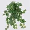 Artificial Table Plants 28*28*20cm Ivy in PP pot GS-03326099 2026Jun 3,000+ sqm showroom with thousands of artificial flowers, plants & trees ready for global sourcing.