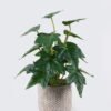 Artificial Table Plants 22*22*32cm Ivy in cement pot GS-03326091 2026Jun 3,000+ sqm showroom with thousands of artificial flowers, plants & trees ready for global sourcing.