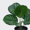 Artificial Table Plants Marantaceae in PP pot 6 Lvs GS-84626003_1 Artificial Table Plants 23*21*30cm Marantaceae in PP pot/6 Lvs GS-84626003 2026SEP 3,000+ sqm showroom with thousands of artificial flowers, plants & trees ready for global sourcing.