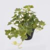 Artificial Table Plants Mini Ivy in PP pot GS-03326050_2 Artificial Table Plants 25*15*19cm Mini Ivy in PP pot GS-03326050 2026Jun 3,000+ sqm showroom with thousands of artificial flowers, plants & trees ready for global sourcing.