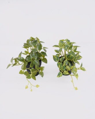 Artificial Table Plants 25*15*19cm Mini Variegated Pothos in PP pot GS-03326068 2026Jun 3,000+ sqm showroom with thousands of artificial flowers, plants & trees ready for global sourcing. Artificial Table Plants 25*15*19cm Mini Variegated Pothos in PP pot GS-03326068 2026Jun 3,000+ sqm showroom with thousands of artificial flowers, plants & trees ready for global sourcing.