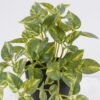Artificial Table Plants Mini Variegated Pothos in PP pot GS-03326068_2 Artificial Table Plants 25*15*19cm Mini Variegated Pothos in PP pot GS-03326068 2026Jun 3,000+ sqm showroom with thousands of artificial flowers, plants & trees ready for global sourcing.