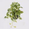 Artificial Table Plants Mini Variegated Pothos in PP pot GS-03326068_3 Artificial Table Plants 25*15*19cm Mini Variegated Pothos in PP pot GS-03326068 2026Jun 3,000+ sqm showroom with thousands of artificial flowers, plants & trees ready for global sourcing.