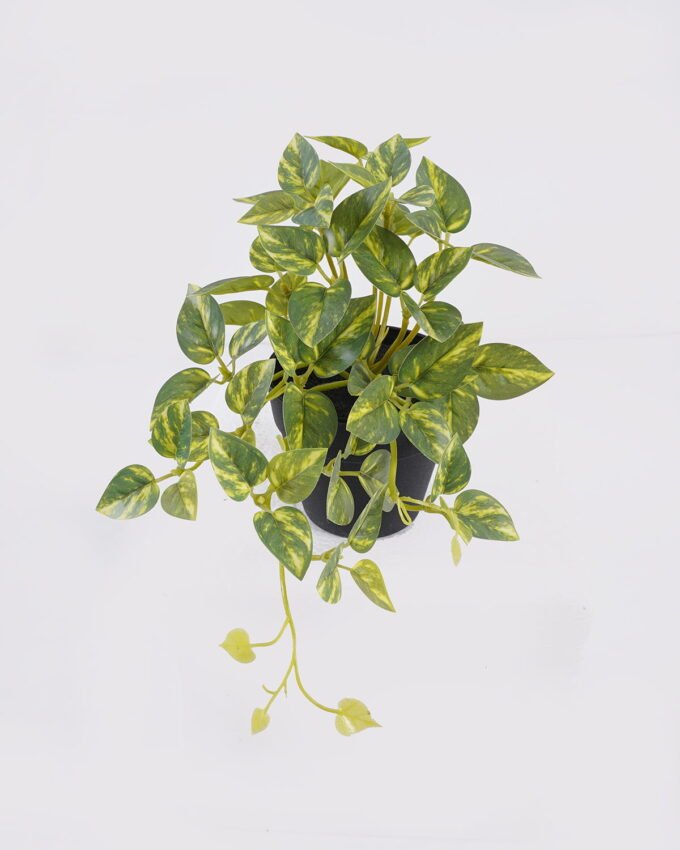 Artificial Table Plants Mini Variegated Pothos in PP pot GS-03326068_3 Artificial Table Plants 25*15*19cm Mini Variegated Pothos in PP pot GS-03326068 2026Jun 3,000+ sqm showroom with thousands of artificial flowers, plants & trees ready for global sourcing.