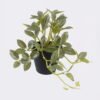 Artificial Table Plants Mini Variegated Pothos in PP pot GS-03326068_4 Artificial Table Plants 25*15*19cm Mini Variegated Pothos in PP pot GS-03326068 2026Jun 3,000+ sqm showroom with thousands of artificial flowers, plants & trees ready for global sourcing.