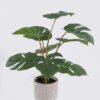 Artificial Table Plants Monstera in Cement pot GS-03326067-G1_4 Artificial Table Plants 43*43*46cm Monstera in Cement pot GS-03326067-G1 2026Jun 3,000+ sqm showroom with thousands of artificial flowers, plants & trees ready for global sourcing.