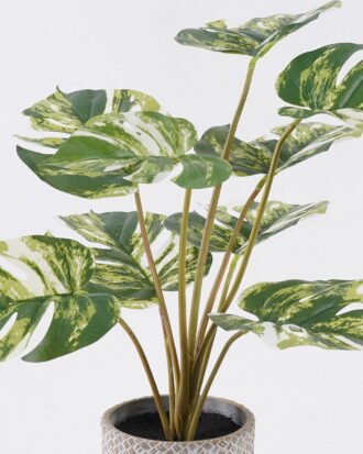 Artificial Table Plants 43*43*46cm Monstera in Cement pot GS-03326067-G2 2026Jun 3,000+ sqm showroom with thousands of artificial flowers, plants & trees ready for global sourcing. Artificial Table Plants 43*43*46cm Monstera in Cement pot GS-03326067-G2 2026Jun 3,000+ sqm showroom with thousands of artificial flowers, plants & trees ready for global sourcing.