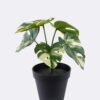 Artificial Table Plants Monstera in PP pot 6 Lvs GS-84626001_4 Artificial Table Plants 19*9*25cm Monstera in PP pot/6 Lvs GS-84626001 2026SEP 3,000+ sqm showroom with thousands of artificial flowers, plants & trees ready for global sourcing.