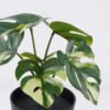 Artificial Table Plants Monstera in PP pot 6 Lvs GS-84626001_5 Artificial Table Plants 19*9*25cm Monstera in PP pot/6 Lvs GS-84626001 2026SEP 3,000+ sqm showroom with thousands of artificial flowers, plants & trees ready for global sourcing.
