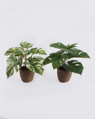 Artificial Table Plants 35*35*28cm Monstera in cement pot GS-03326053 2026Jun 3,000+ sqm showroom with thousands of artificial flowers, plants & trees ready for global sourcing. Artificial Table Plants 35*35*28cm Monstera in cement pot GS-03326053 2026Jun 3,000+ sqm showroom with thousands of artificial flowers, plants & trees ready for global sourcing.