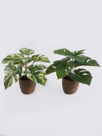 Artificial Table Plants 35*35*28cm Calathea orbifolia in cement pot GS-03326052 2026Jun 3,000+ sqm showroom with thousands of artificial flowers, plants & trees ready for global sourcing.