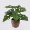 Artificial Table Plants Monstera in cement pot GS-03326053_5 Artificial Table Plants 35*35*28cm Monstera in cement pot GS-03326053 2026Jun 3,000+ sqm showroom with thousands of artificial flowers, plants & trees ready for global sourcing.