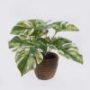Artificial Table Plants Monstera in cement pot GS-03326053_6 Artificial Table Plants 35*35*28cm Monstera in cement pot GS-03326053 2026Jun 3,000+ sqm showroom with thousands of artificial flowers, plants & trees ready for global sourcing.