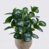 Artificial Table Plants Peperomia in cement pot GS-03326060_3 Artificial Table Plants 26*26*32cm Peperomia in cement pot GS-03326060 2026Jun 3,000+ sqm showroom with thousands of artificial flowers, plants & trees ready for global sourcing.