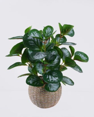 Artificial Table Plants 26*26*32cm Peperomia in cement pot GS-03326060 2026Jun 3,000+ sqm showroom with thousands of artificial flowers, plants & trees ready for global sourcing. Artificial Table Plants 26*26*32cm Peperomia in cement pot GS-03326060 2026Jun 3,000+ sqm showroom with thousands of artificial flowers, plants & trees ready for global sourcing.