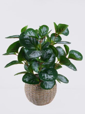 Artificial Table Plants 32*32*32cm Fittonia in cement pot GS-03326061 2026Jun 3,000+ sqm showroom with thousands of artificial flowers, plants & trees ready for global sourcing.