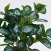 Artificial Table Plants Peperomia in cement pot GS-03326060_7 Artificial Table Plants 26*26*32cm Peperomia in cement pot GS-03326060 2026Jun 3,000+ sqm showroom with thousands of artificial flowers, plants & trees ready for global sourcing.