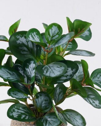 Artificial Table Plants 26*26*32cm Peperomia in cement pot GS-03326060 2026Jun 3,000+ sqm showroom with thousands of artificial flowers, plants & trees ready for global sourcing. Artificial Table Plants 26*26*32cm Peperomia in cement pot GS-03326060 2026Jun 3,000+ sqm showroom with thousands of artificial flowers, plants & trees ready for global sourcing.