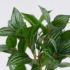 Artificial Table Plants Pilea cadierei in cement pot GS-03326063_5 Artificial Table Plants 32*32*32cm Pilea cadierei in cement pot GS-03326063 2026Jun 3,000+ sqm showroom with thousands of artificial flowers, plants & trees ready for global sourcing.