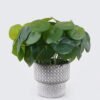 Artificial Table Plants 25*25*26cm Pilea peperomioides  in Cement pot GS-03326087 2026Jun 3,000+ sqm showroom with thousands of artificial flowers, plants & trees ready for global sourcing.
